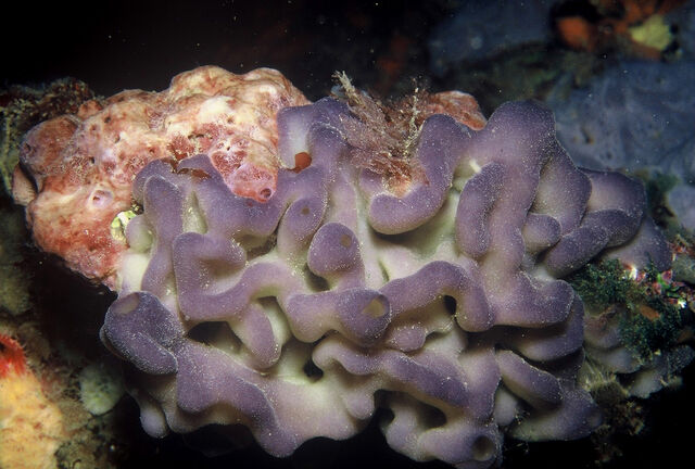 File:Oscarella lobularis (Schmidt, 1862).jpg