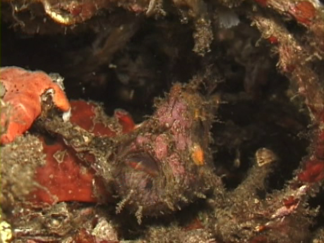 File:Case of the Sponge Bob 123.png