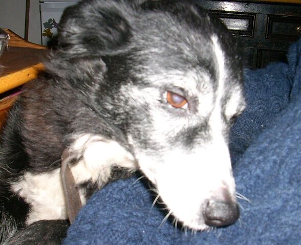 File:Timmy2.jpg