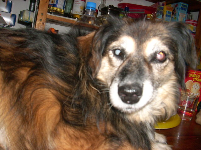 File:Gizmo4.jpg