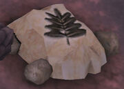 Fossil that everybody finds