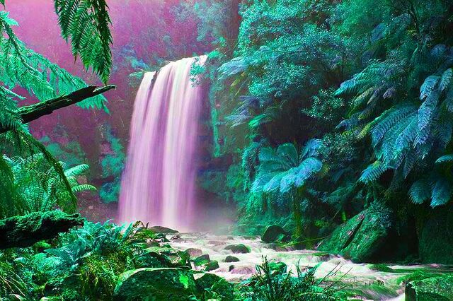 File:Jungle.jpg