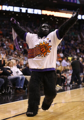 File:Gorilla.jpg