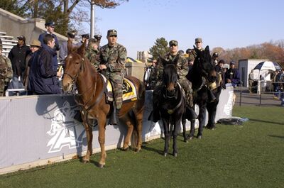 Army Mules