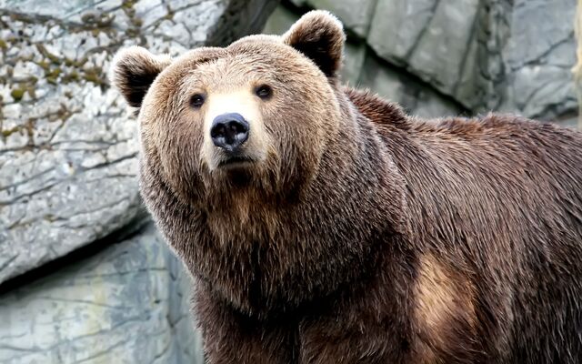 File:Bear.jpg