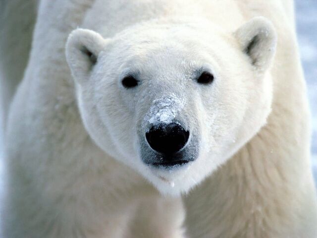 File:Polar-bear.jpg