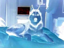 Mishka