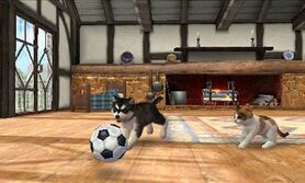 Un perro y un gato jugando en la Casa rural en Nintendogs + Cats