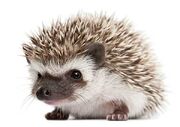 Hedgehog