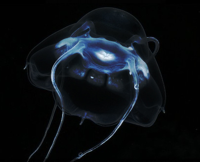 파일:SN-189.jpg