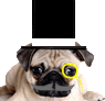 Sir-pug-2