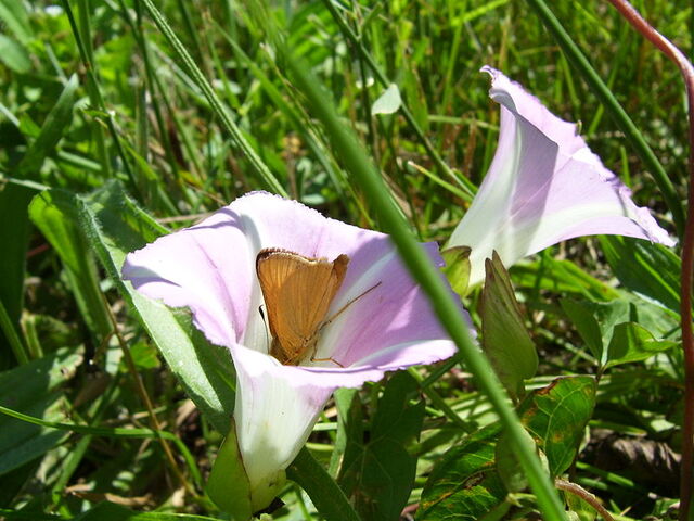 Bestand:Vlinder.jpg