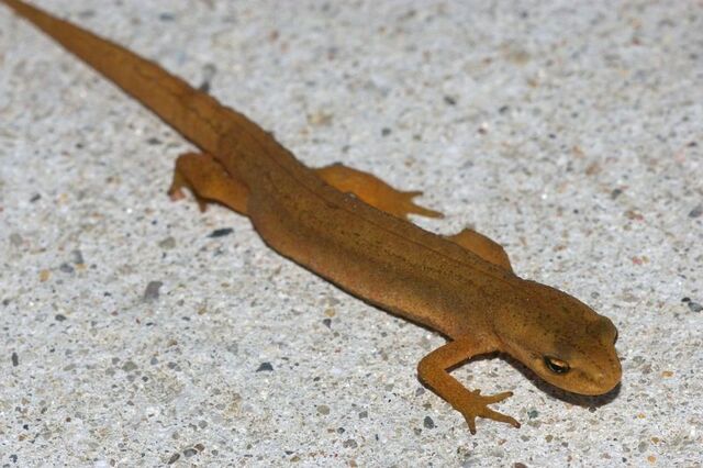 Bestand:Watersalamander.jpg