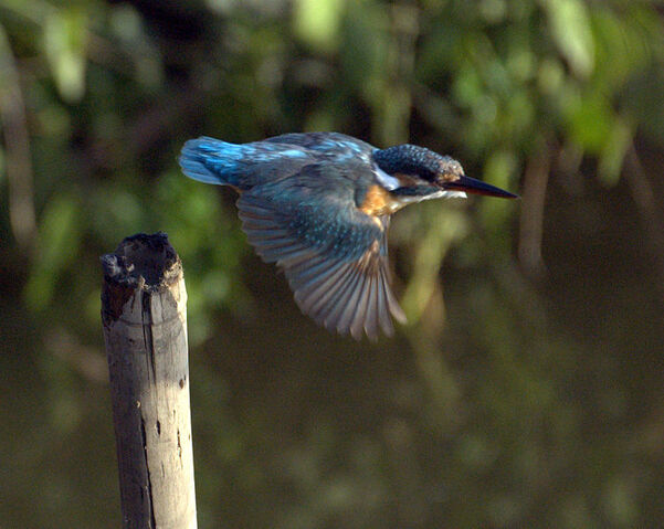 Bestand:Kingfisher.jpg