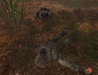 Bandits riped into parts by Boars