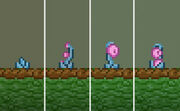 Beakseed growth-1-
