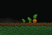 Carrot.png