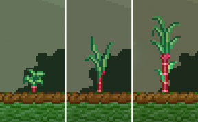 Sugarcane growth