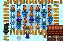 Winter Produce