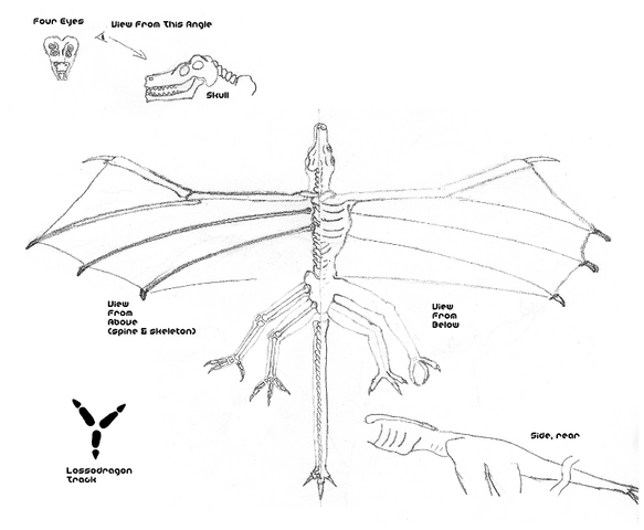 File:LongWingLossodragon-800w.png