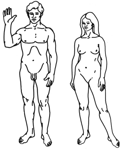 File:HumanDiagram.png