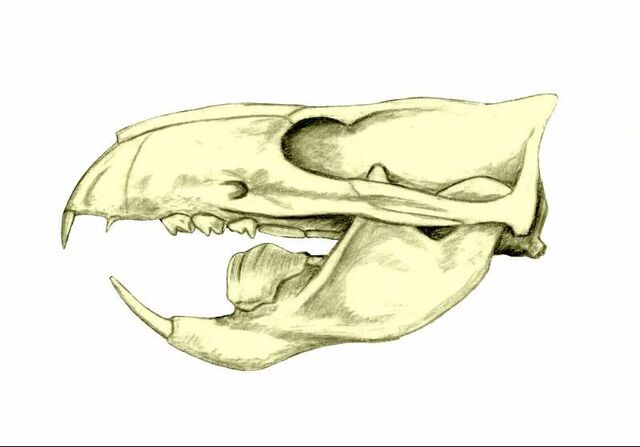 File:Multituberculate.jpg