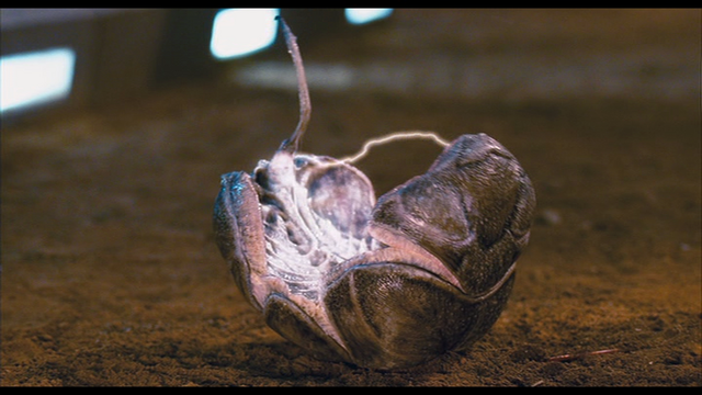 File:Vlcsnap-40493.png
