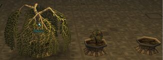 Biopots