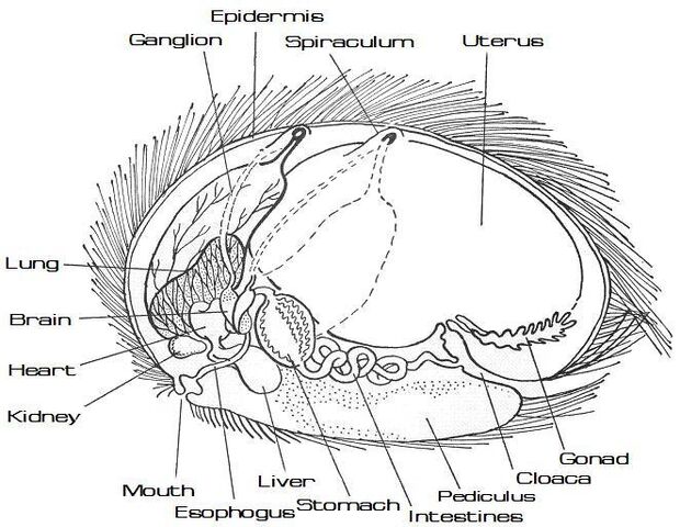 File:Tribble anatomy diagram (labeled).jpg