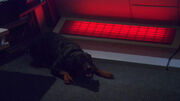 Porthos (mirror)