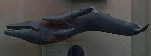 File:Blue whales.jpg