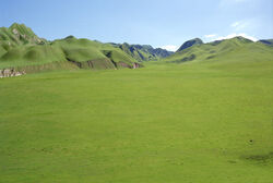 Grassyplains