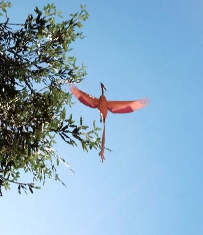 File:Lantern bird-SWB.jpg