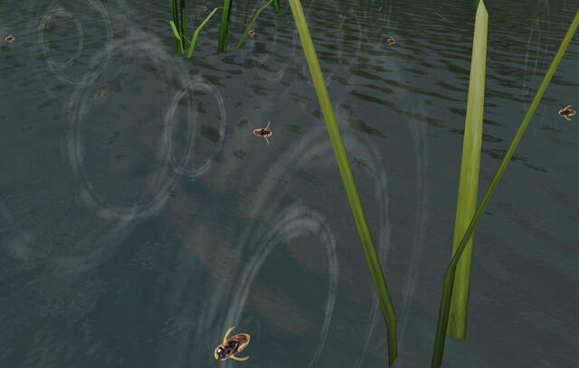 File:WaterBugs.jpg