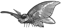 Moon Moth