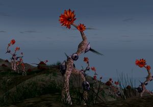 Raventhorn plant