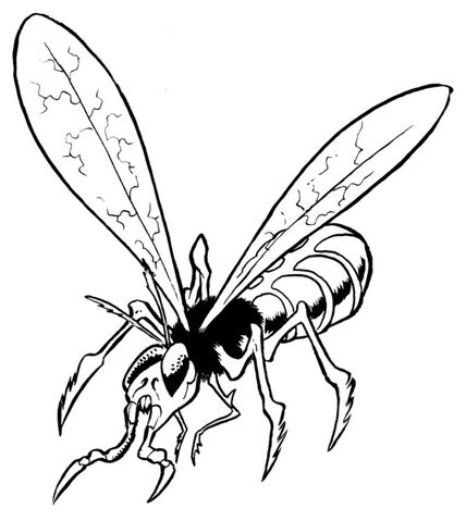 File:Sacorrian grain fly.jpg