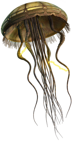 File:Hydroidmedusa detail.png