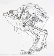 Nuna Skeleton.jpg