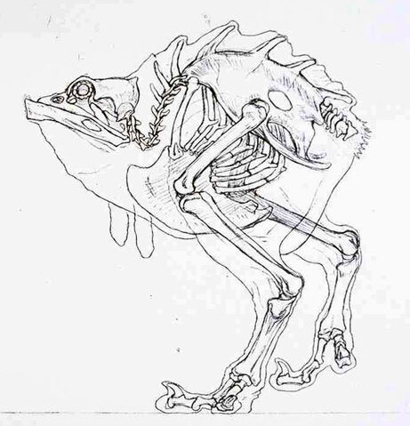 Soubor:Nuna Skeleton.jpg