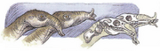 Proboscidean
