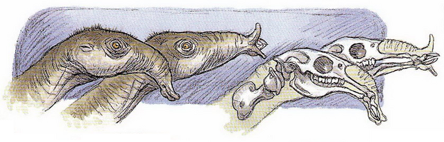 File:Proboscidean.png