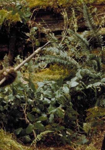 File:Endor plants.jpg