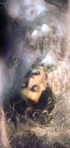 Archivo:Spidervic.jpg
