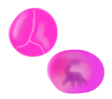RCKlejnotNPŻL.png