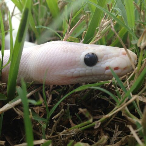 File:Sukiduhsnake.jpeg