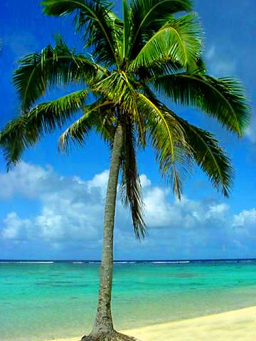 File:Palm-trees.jpg