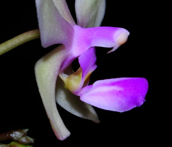 Plik:Phalaenopsis stobartiana budowa3.jpg