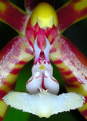 Plik:Phalaenopsis mannii budowa.jpg