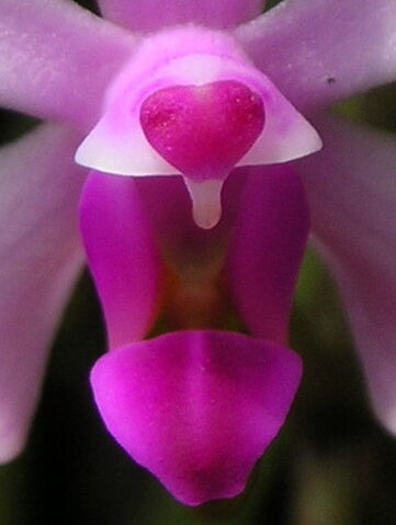 Plik:Phalaenopsis taenialis budowa.jpg